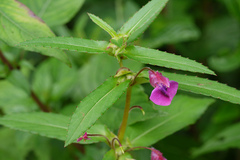 Impatiens oppositifolia